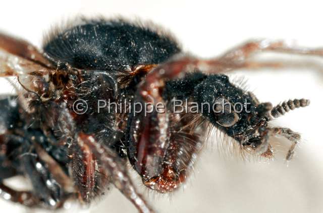 bibio marci 2.JPG - Bibio marci (Portrait)Mouche de Mars (femelle)Diptera, BibionidaeFrance